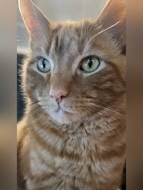 Meet your Posher, Amber